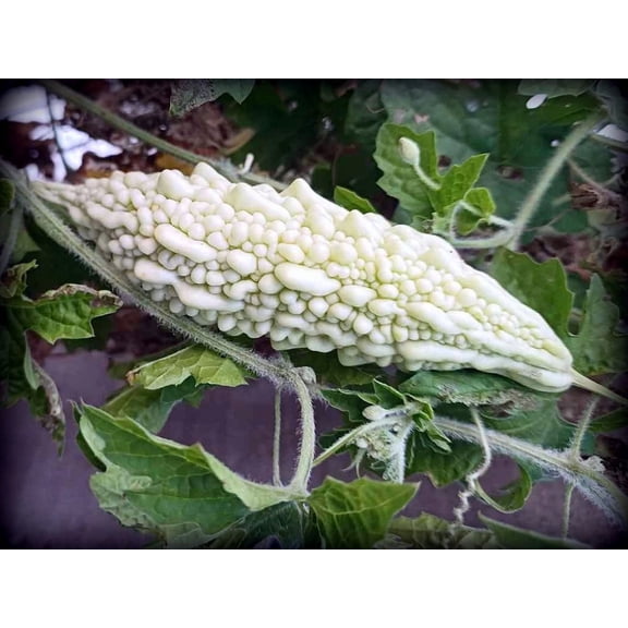 White Bitter Gourd 10 Seeds Heirloom Ivory Bitter Melon for Asian Cuisine