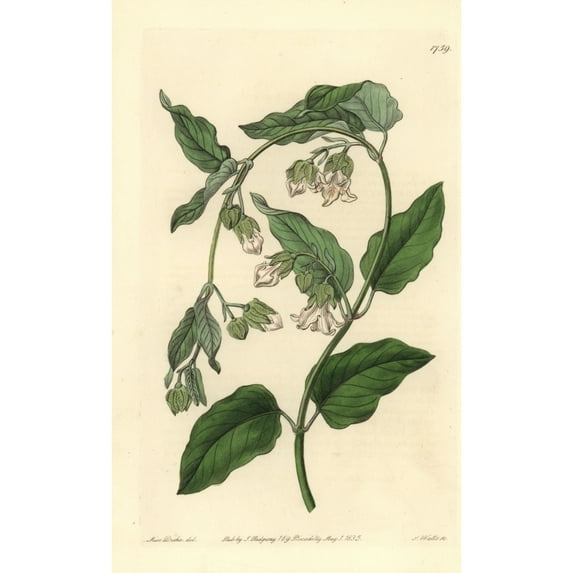 White Bladderbloom Or Bladder Flower Araujia Sericifera Poster Print By ?? Florilegius Mary Evans