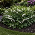 thumbnail image 1 of White Bleeding Hearts Flower - 2 Bare Roots - Attracts Butterflies, Bees & Hummingbirds-Spring Garden Perennial, 1 of 6