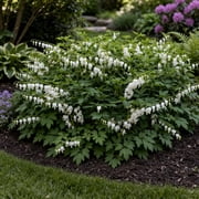 White Bleeding Hearts Flower - 2 Bare Roots - Attracts Butterflies, Bees & Hummingbirds-Spring Garden Perennial