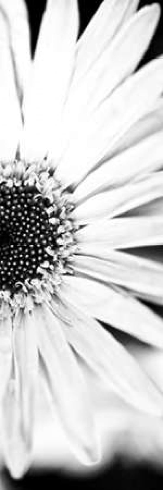 White Bloom I Canvas Art - Susan Bryant (12X36)