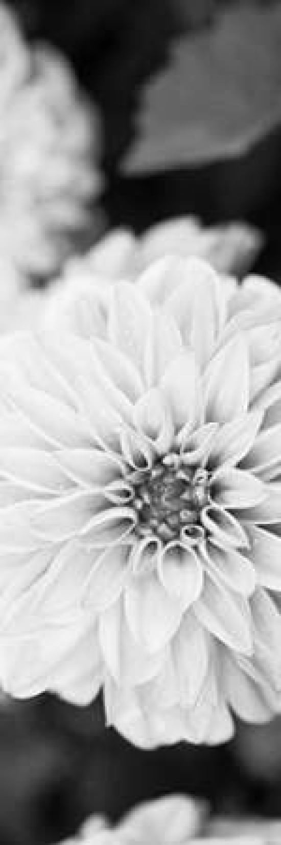 White Bloom II Canvas Art - Susan Bryant (12X36)