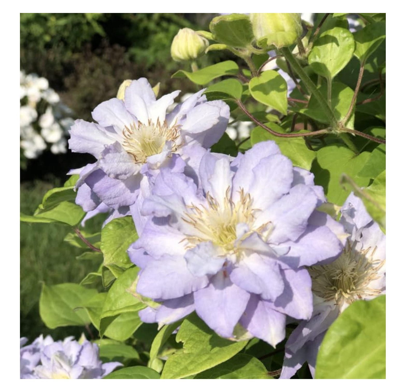 White Blue Clematis Vine Plant Live for Planting, Clematis Plant Live