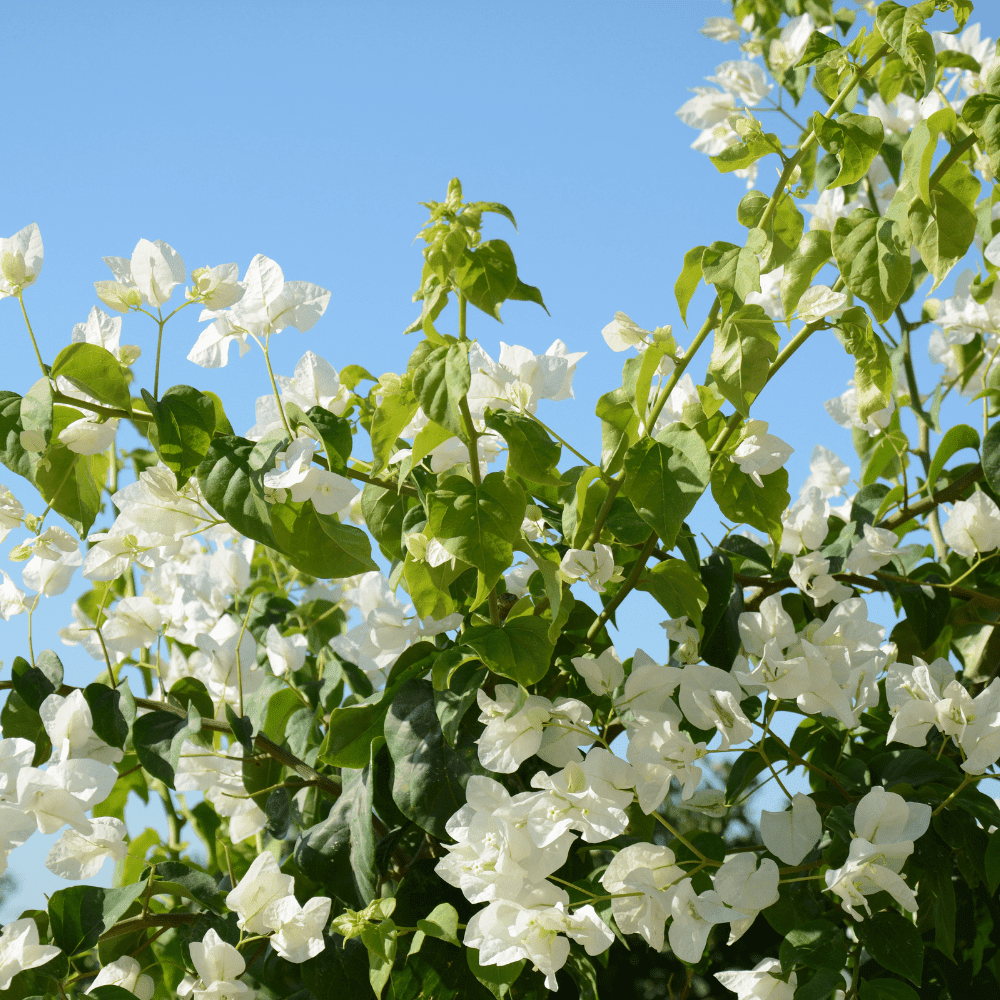White Bougainvillea Live Plant, Bougainvillea Flower Vine 6-8 Inches, Bougainvilleas for Outdoor Garden