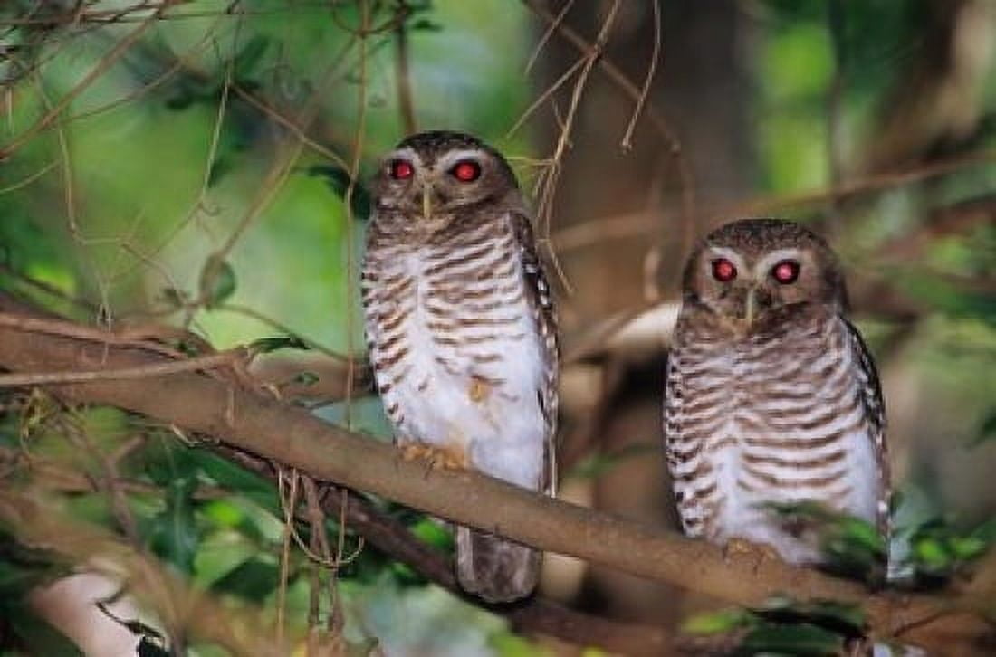 White Browed Owls Madagascar Canvas Art - Daisy Gilardini DanitaDelimont (18 x 12)