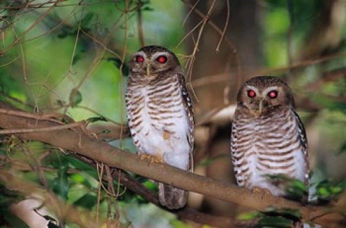White Browed Owls Madagascar Canvas Art - Daisy Gilardini DanitaDelimont (36 x 24)