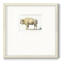White BuffaloPremium Framed Print