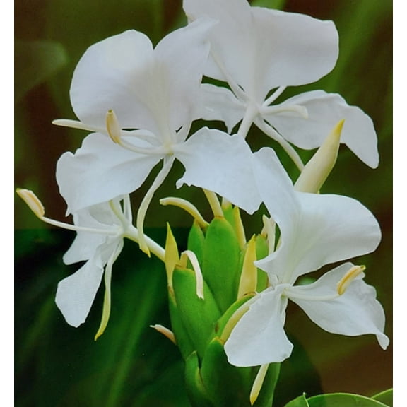 White Butterfly Ginger Lily Live Plant, Hedychium coronarium, Fragrant Ginger Lily Flower, Tropical Perennial Plant, Rooted Potted Plant, Garden Flower