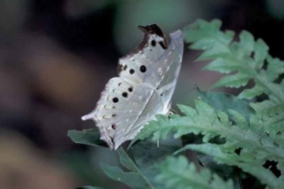 White Butterfly Gombe National Park Tanzania Canvas Art - Kristin Mosher DanitaDelimont (24 x 15)