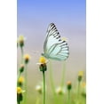 thumbnail image 1 of White Butterfly: There Are Over 20,000 Species of Butterflies in the World. (Paperback), 1 of 1