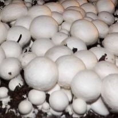 White Button Mushroom Growing Kit ~ Makes it Easy to Grow Your Fresh Shrooms! Fun for The Whole Family!