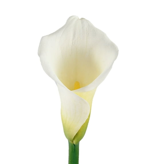 White Calla Lilies - Farm Direct Fresh Cut Flowers - 36 Stems