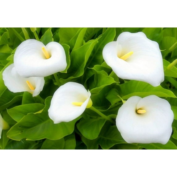 White Calla Lily bulbs, 5 Bulbs