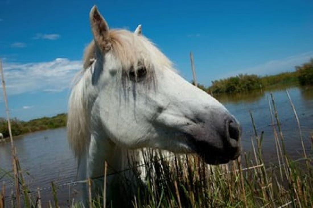 White Camargue horse with head over fence Camargue Saintes-Maries-De-La-Mer Provence-Alpes-Cote dAzur France Canvas Art - Panoramic Images (36 x 24)