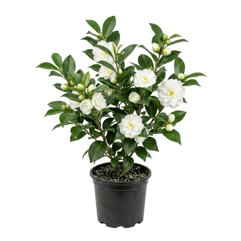 White Camellia Plant Live, Camellia Plant Live 10-14 Inches Tall in Pot,  Decorative Flowering Shrub for Indoor Outdoor Growing - Walmart.com