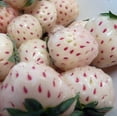thumbnail image 1 of White Carolina Pineberry Plant - 2.5" Pot - Pineapple/Strawberry Flavor, 1 of 2