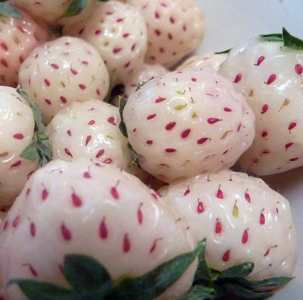 White Carolina Pineberry Plants - 10 Roots -bareroot-pineapple 