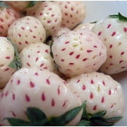 نباتات التوت الأبيض كارولينا - 25 جذور - Bareroot-Pineapple / Strawberry Flavor