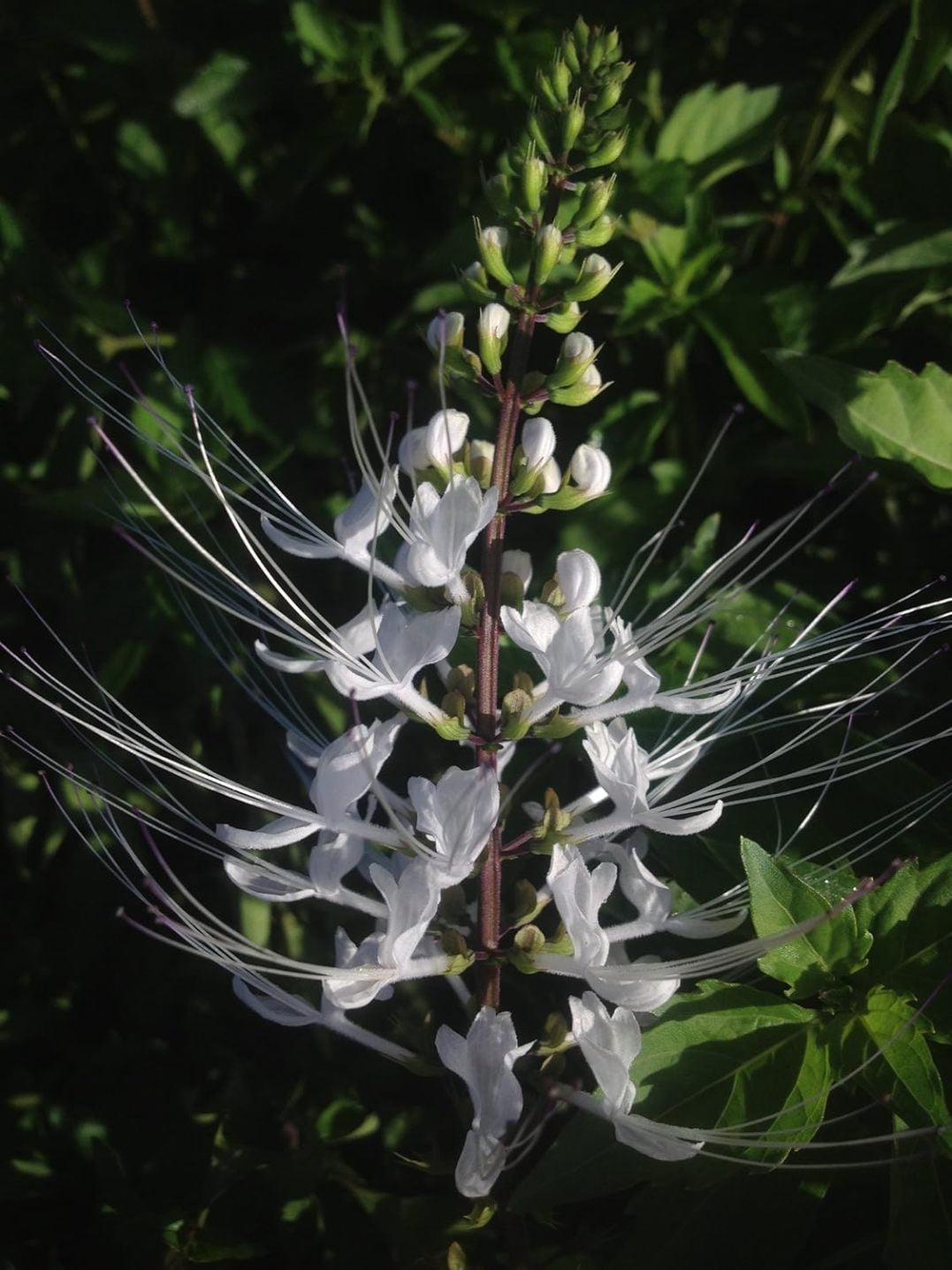 White Cat Whiskers Live Plant Orthosiphon Java Tea Perennial Flowering ...