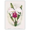 thumbnail image 1 of White Cattleya Orchid - Queen of Orchids - Hawaii - Vintage Hawaiian Airbrush Art by Ted Mundorff c.1947 - Master Art Print 10in x 14in, 1 of 4