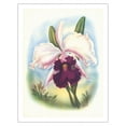 thumbnail image 1 of White Cattleya Orchid - The Queen of Orchids - Hawai’i - Vintage Hawaiian Airbrush Art by Ted Mundorff c.1940s - Fine Art Matte Paper Print (Unframed) 20x26in, 1 of 4