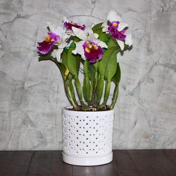 White Ceramic Orchid Planter, 6 Inches Wide, Large Orchid Pots with Holes for Indoors Or Outdoors with Swirl Cut Out Pattern, Orchid Gifts$$Garden & Patio