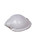 thumbnail image 1 of White Ceramic Shell, 1 of 1