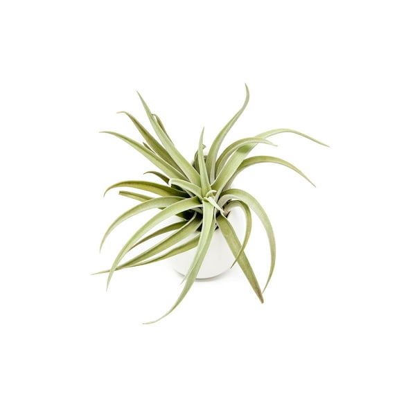 White Ceramic Wall Planter with Assorted Air Plant - Live Tillandsia in Plant Holder - Succulents Plant Vase - Home and Garden Decor - Easy Care Plants (1 Large Planter with 1 Air Plant)