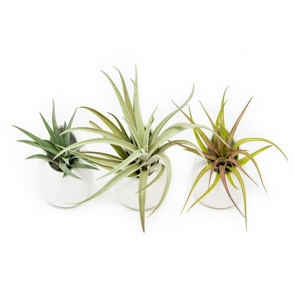 White Ceramic Wall Planter with Assorted Air Plants - Live Tillandsia in Plant Holder - Succulent Plant Vase - Home and Garden Decor - Easy Care Plants (3 Large Planters with 3 Air Plants)