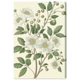 thumbnail image 1 of White Cherokee IV Canvas Botanical Wall Art by Art Remedy, Gallery Wrapped, 10 x 15, 1 of 7