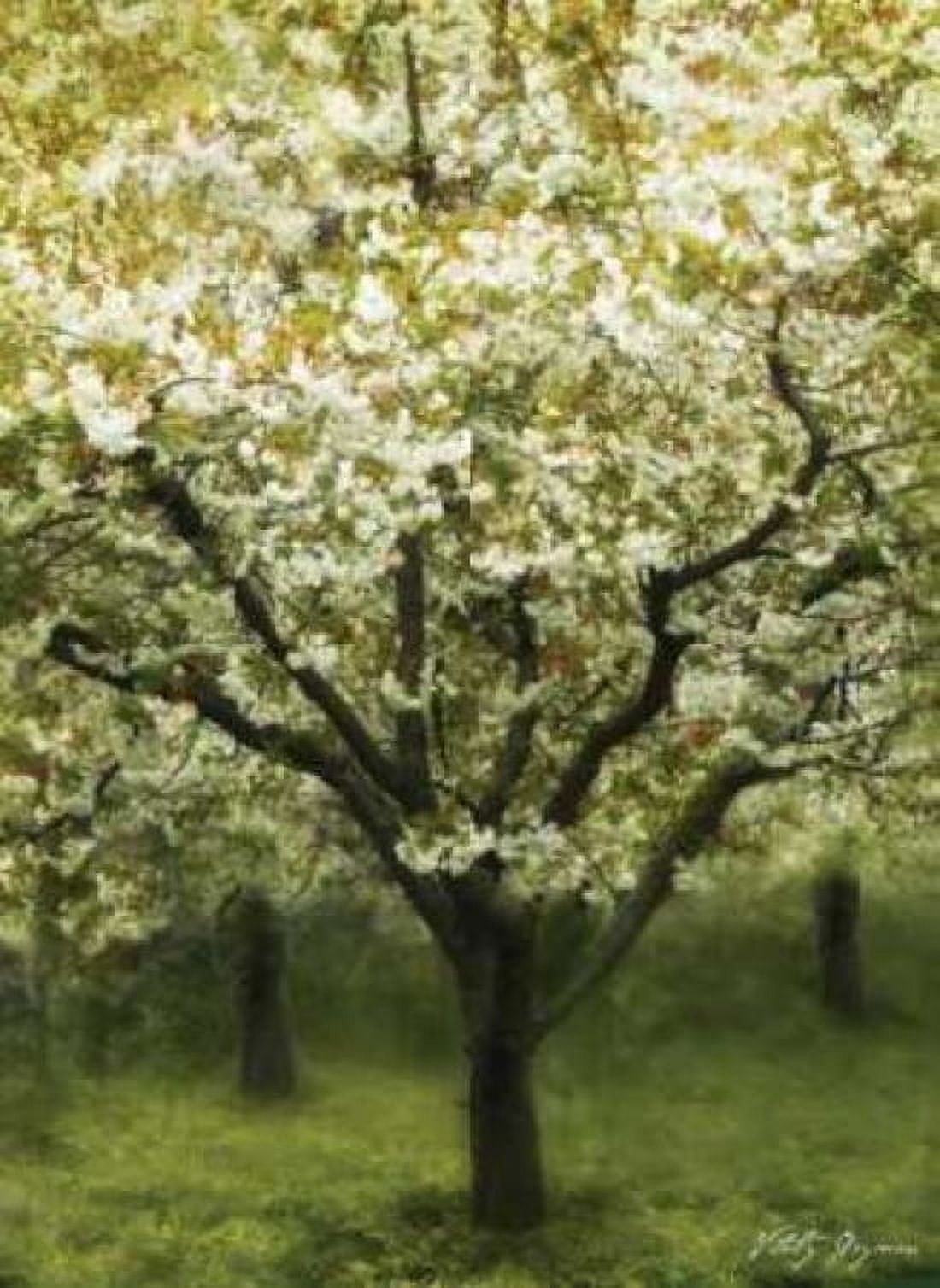 White Cherry Tree I Canvas Art - Vitaly Geyman (18 x 24)