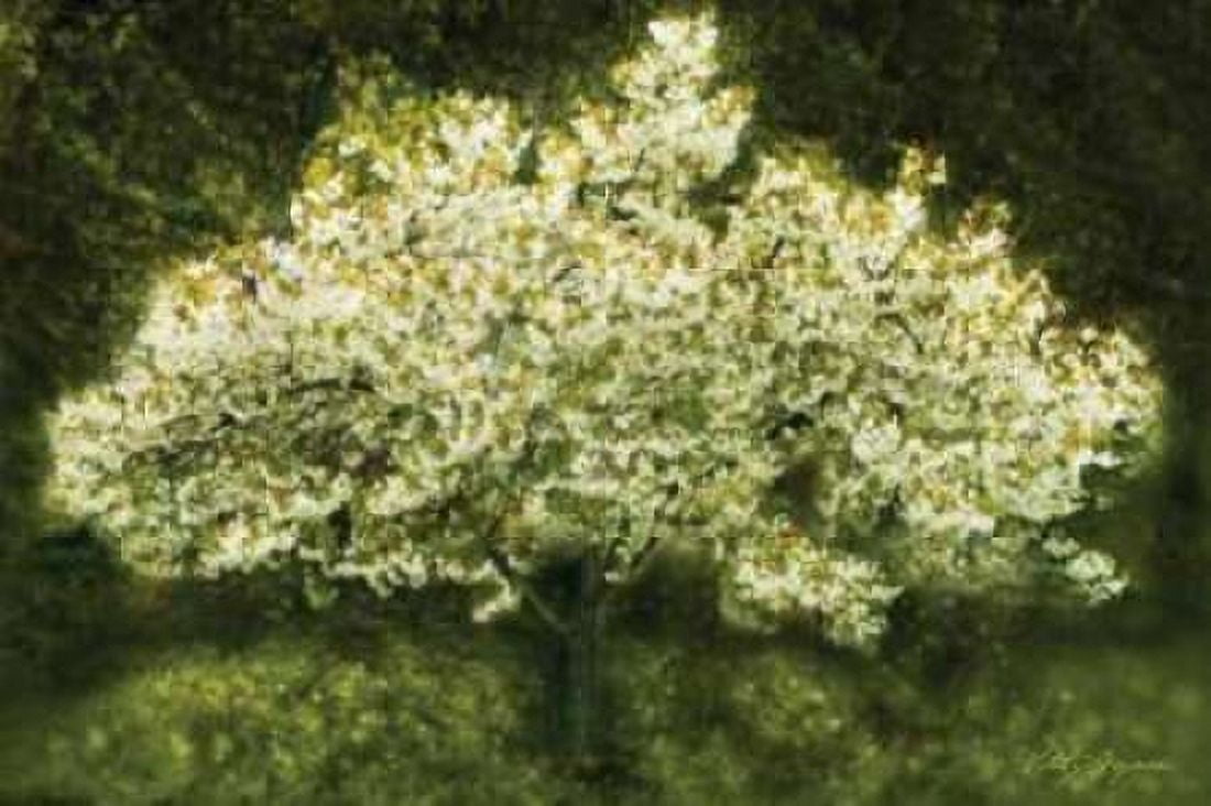 White Cherry Tree II Canvas Art - Vitaly Geyman (12 x 18)