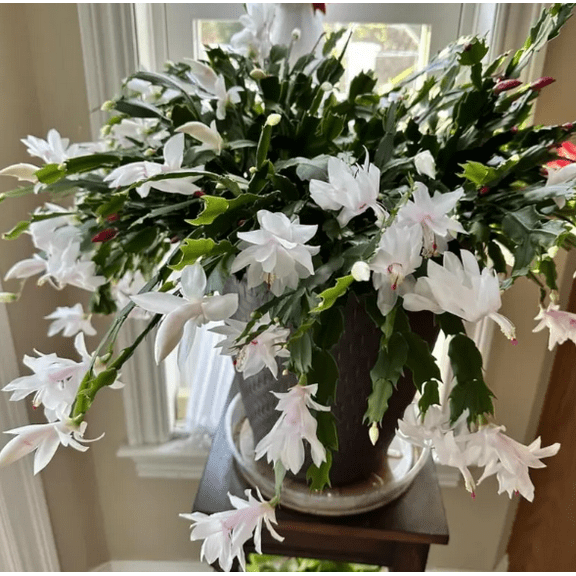 White Christmas Cactus Live Plant for Planting, Holiday Cactus Flowers Crab Cactus Plant 7 Inch Height in 6 Inch Pot