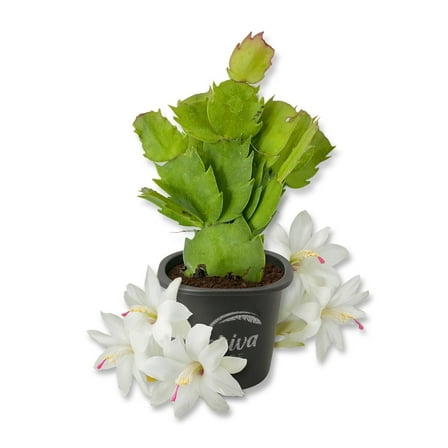 White Christmas Cactus - 1 Live Starter Plant - Schlumbergera Bridgesii - Beautiful Colorful Tropical Indoor Succulent