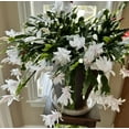 thumbnail image 1 of White Christmas Cactus Plant, Live Christmas Cactus Thanksgiving Cactus Plant for Indoor Garden, 2 Inch Pot Thanksgiving Cactus, Holiday Cactus Live Plant, 1 of 7