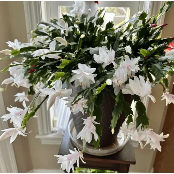 White Christmas Cactus Plant, Live Christmas Cactus Thanksgiving Cactus Plant for Indoor Garden, 2 Inch Pot Thanksgiving Cactus, Holiday Cactus Live Plant