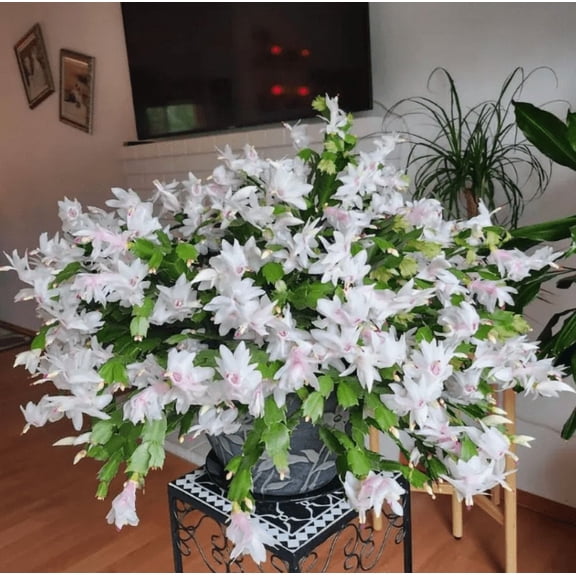 White Christmas Cactus Plant, Live Christmas Cactus Thanksgiving Cactus Plant for Indoor Garden, 4 Inch Pot Thanksgiving Cactus, Holiday Cactus Live Plant