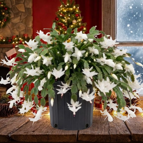 White Christmas Cactus Plants Live in 4 Inch Pot, Perennial Christmas Thanksgiving Cactus Plants Potted, Vibrant Flower Holiday Houseplant Indoors Outdoors