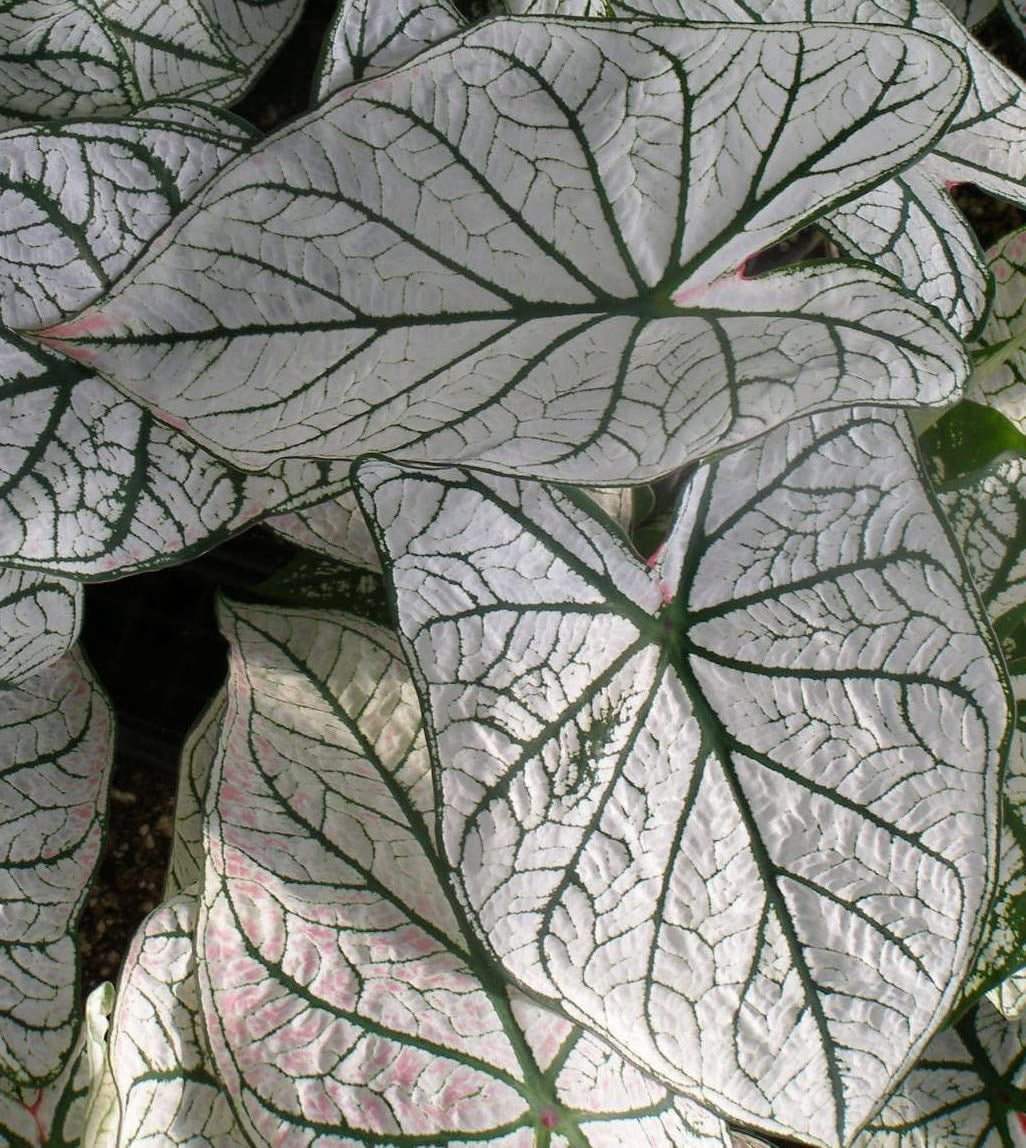 Caladium 'White Christmas'