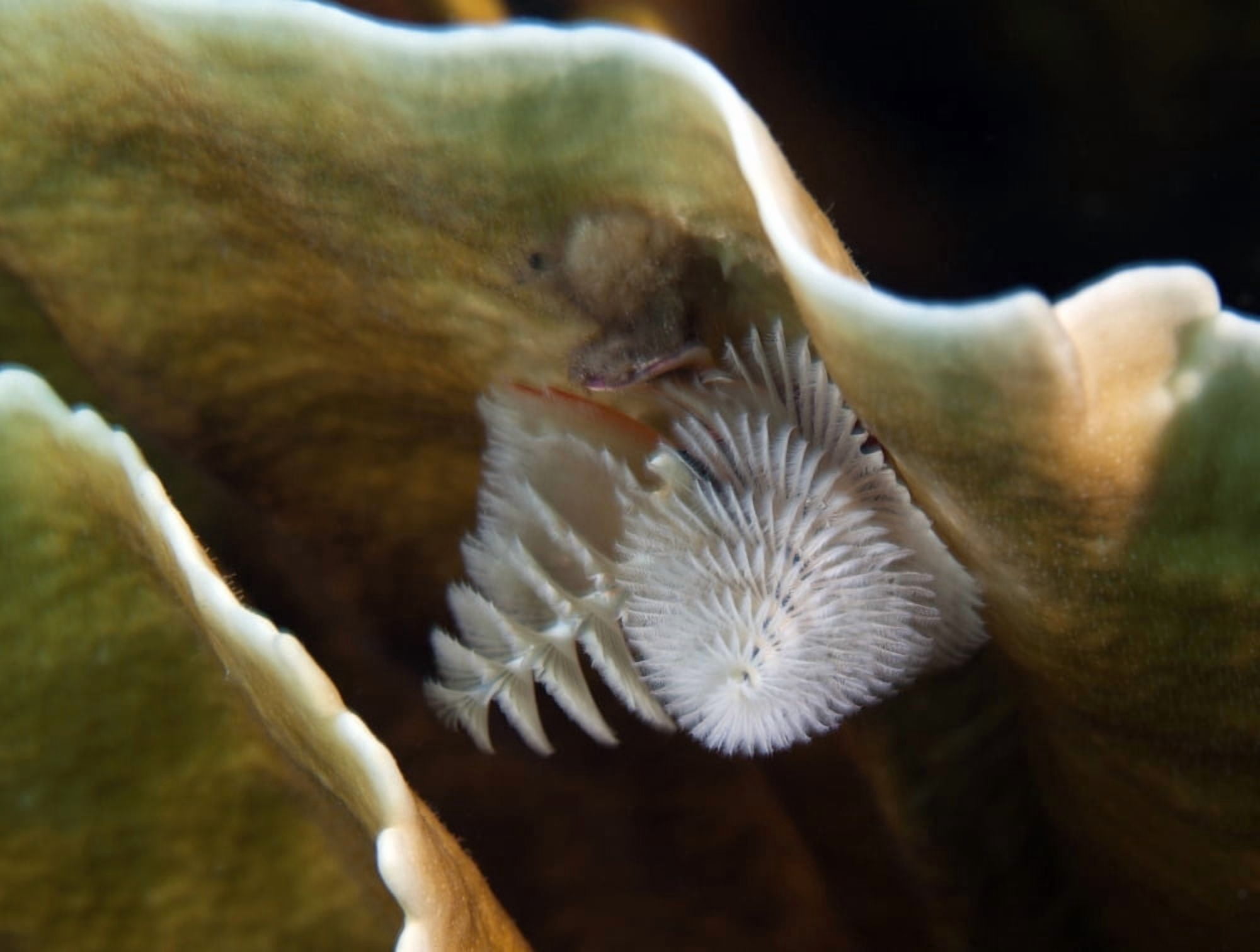 White Christmas Tree Worms Key Largo Florida Canvas Art - Michael WoodStocktrek Images (17 x 13)