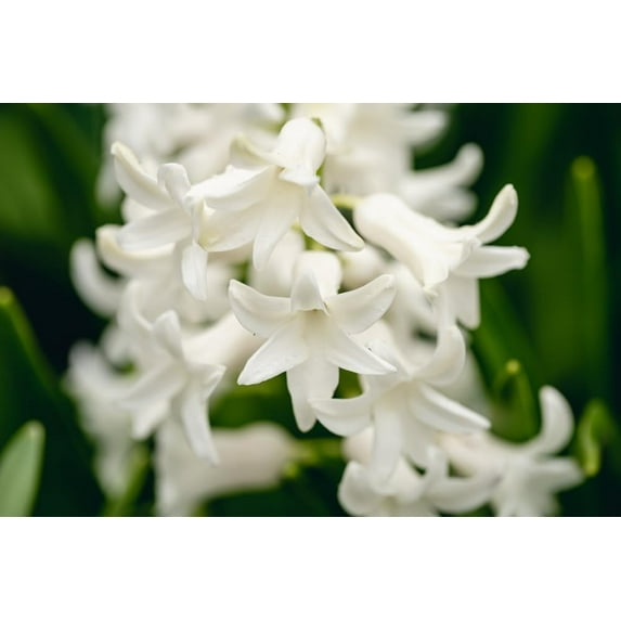 White City Hyacinthoides Bulbs for Planting - Hyacinthoides Hispanica White - Easy to Grow Perennial Flowers for Garden or Container Growing (10 Bulbs)