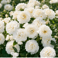 White Climbing Rose Plant Live, Blooming Fragrant White Flowers ...