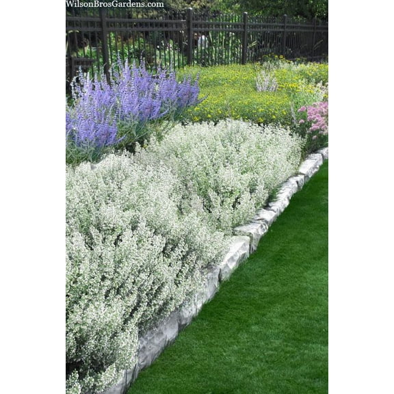 White Cloud Calamint | Aromatic, Fragrant Herb | Attracts Pollinators | Container & Garden Use | Non-Toxic for Pets | Drought Tolerant | Hardy Zones 5-9  1 Gallon