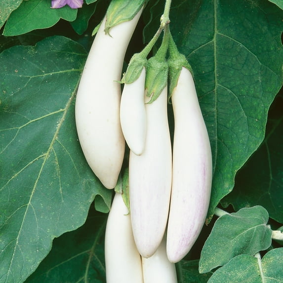 White Comet F1 Hybrid Eggplant Seeds - 2 g Packet ~460 Seeds - Non-GMO, F1 Hybrid - Vegetable Garden - Solanum melongena