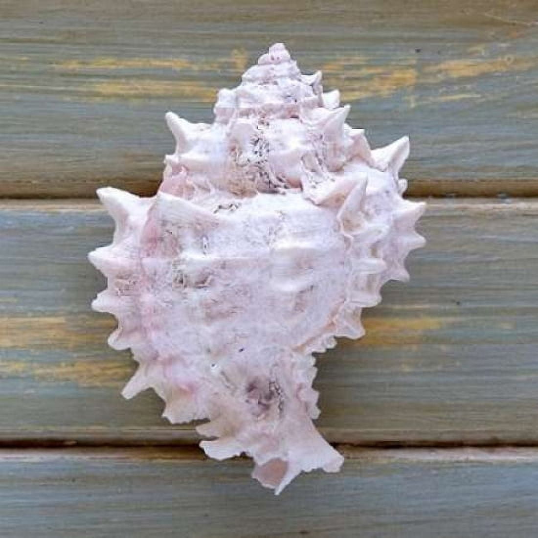 White Conch Canvas Art - Amber Light Gallery (24 x 24)