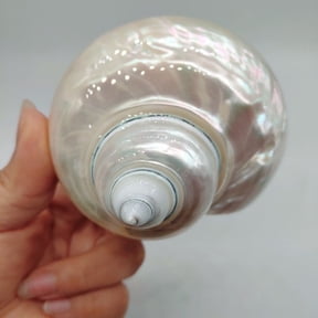 White Conch Shell 8 to 10cm Natural Marine Specimen Aquarium Decor Coastal Ornament for Display Craft or Educational Use