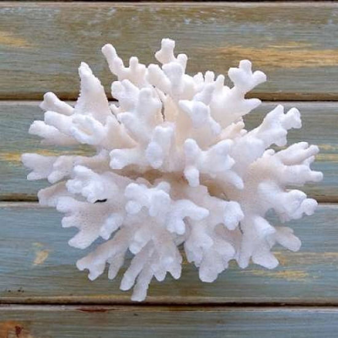 White Coral Canvas Art - Amber Light Gallery (24 x 24)