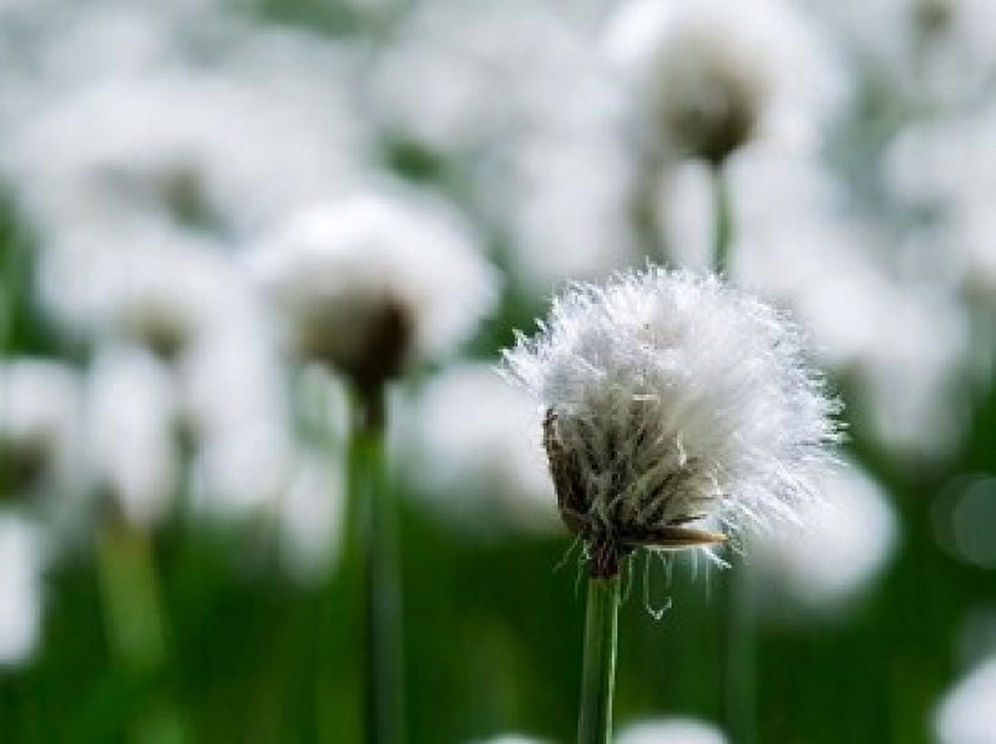 White Cottongrass Austria Canvas Art - Martin Zwick DanitaDelimont (37 x 28)