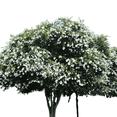 thumbnail image 1 of White Crape Myrtle Tree, Hardy Flowering Ornamental, 1 of 6