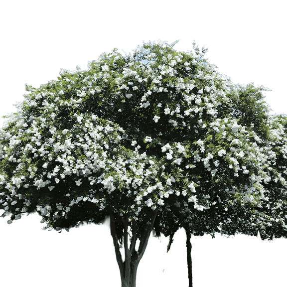 White Crape Myrtle Tree, Hardy Flowering Ornamental